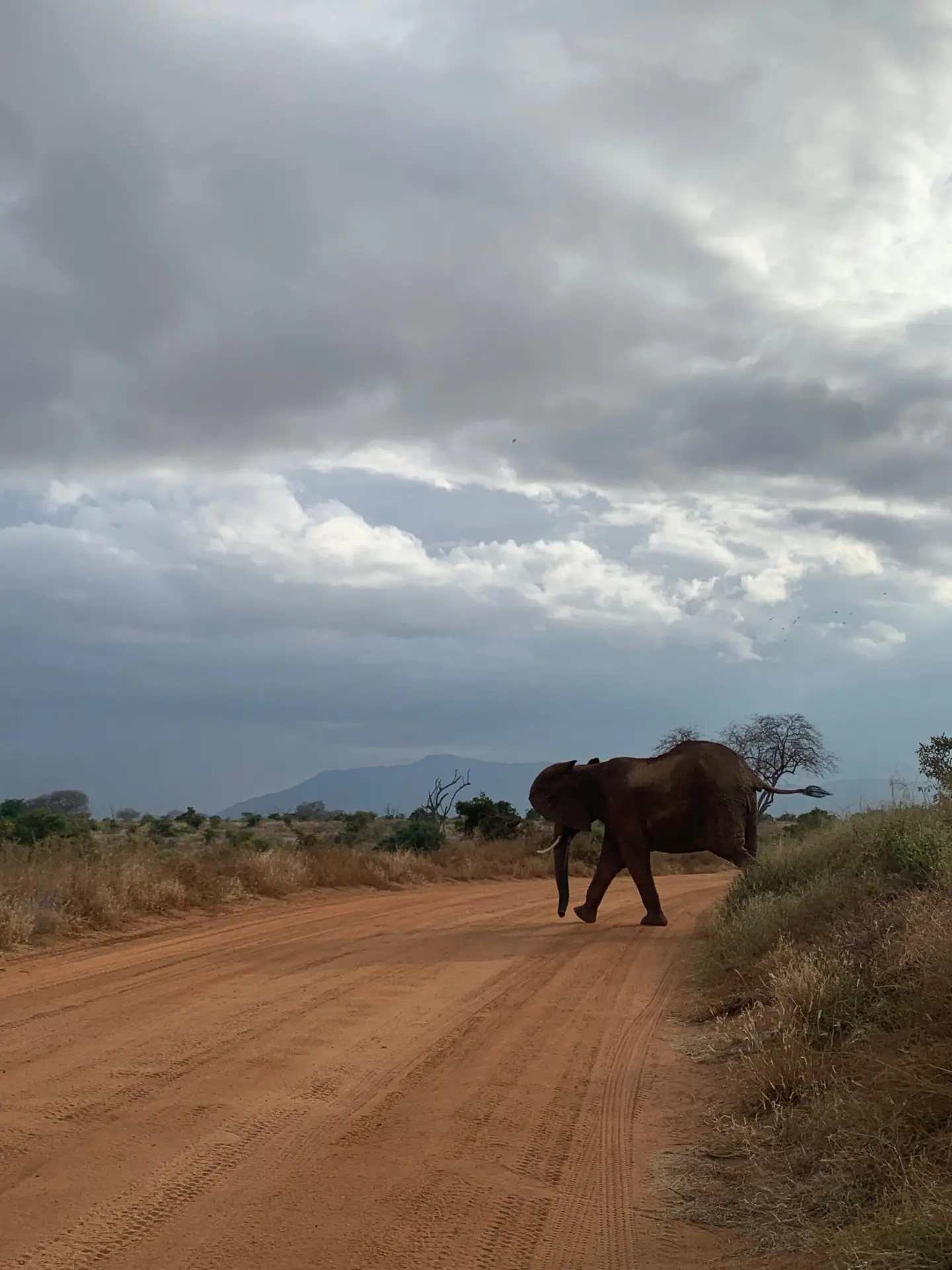 3-Day Amboseli & Tsavo West Road & Rail Safari