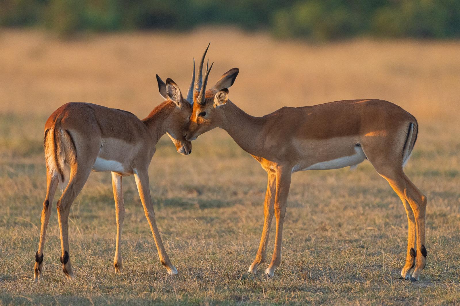 Antelopes at sunset before the journey to the coast