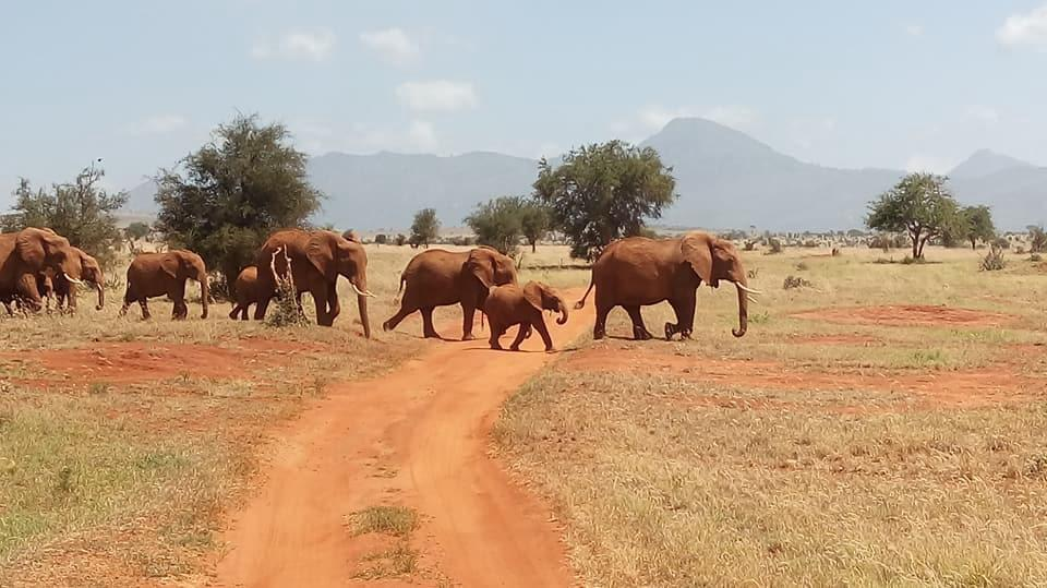 Tsavo East & West