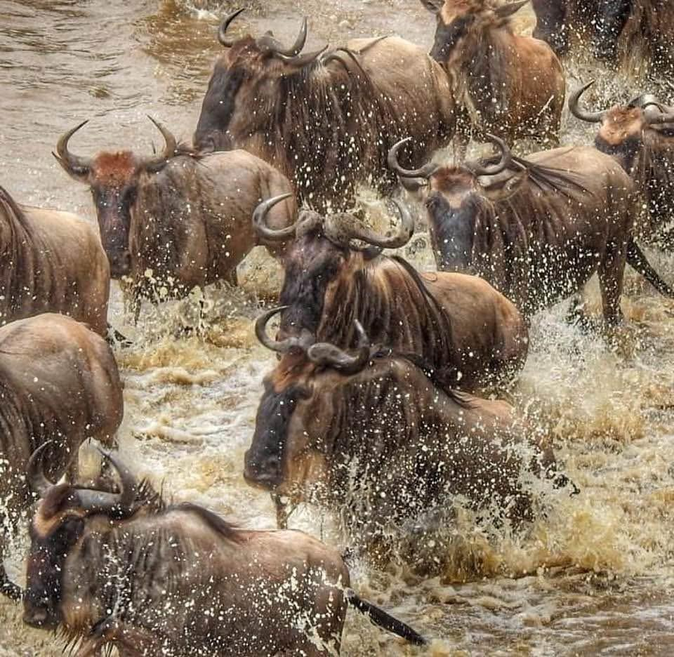 Maasai Mara