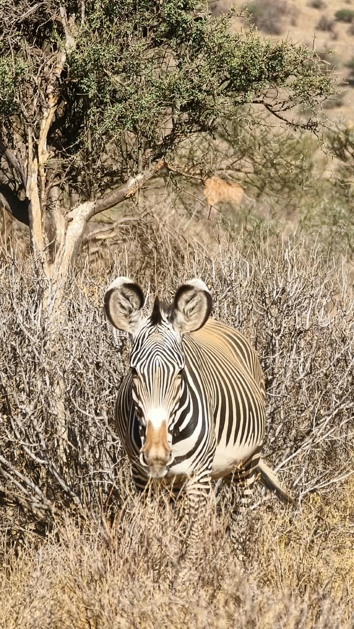 Samburu