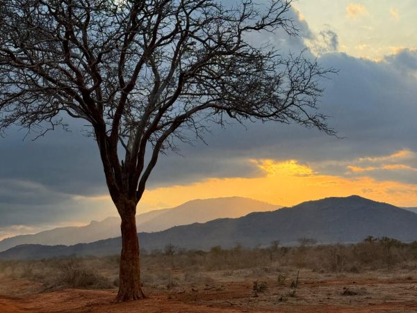 Acacia landscape at sunset