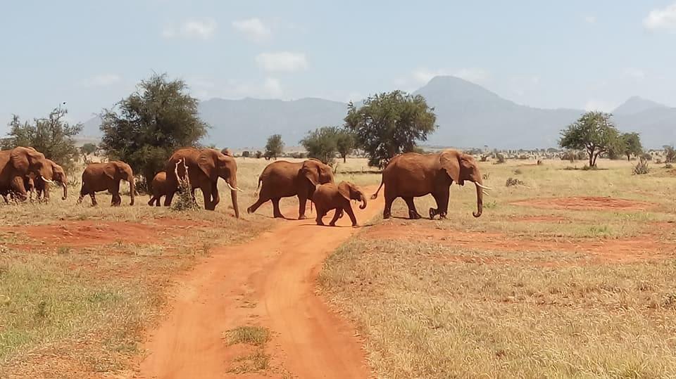 4-Day Coast Big Tuskers & Salt Lick Loop