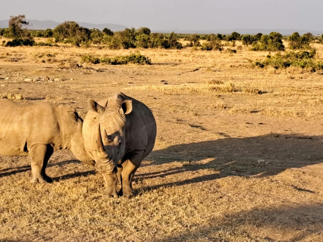 5-Day Conservation & Kilimanjaro Safari
