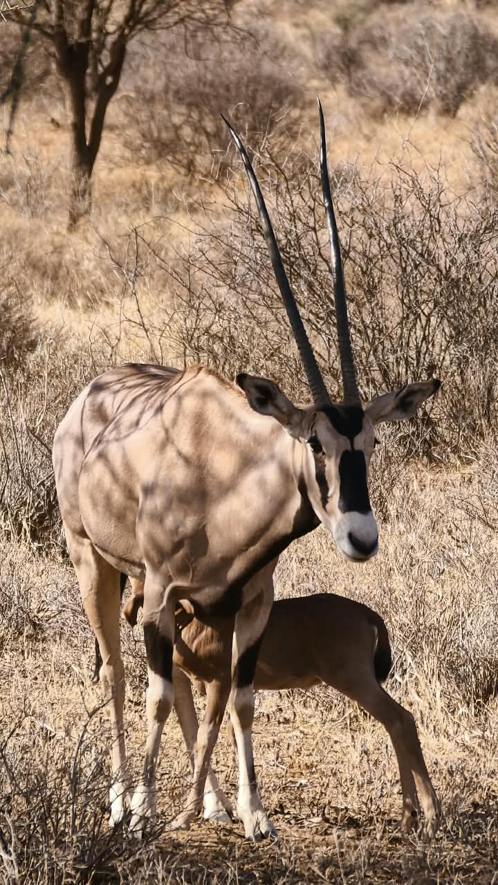 6-Day Rare North & Kilimanjaro Traverse